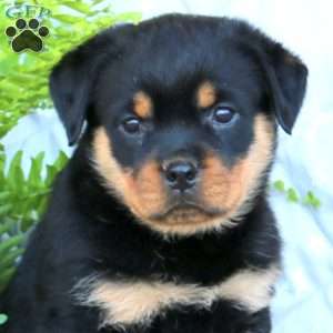 Kayla, Rottweiler Puppy
