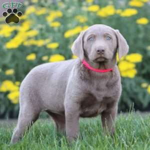 Kayla, Silver Labrador Retriever Puppy