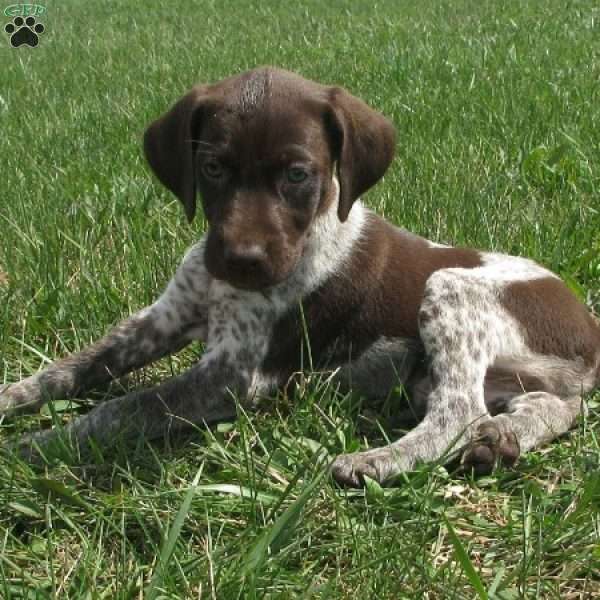 Kaylynn, German Shorthaired Pointer Puppy