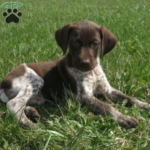 Kaylynn, German Shorthaired Pointer Puppy