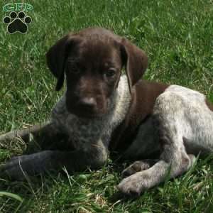 Keegan, German Shorthaired Pointer Puppy