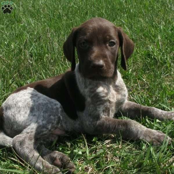 Keegan, German Shorthaired Pointer Puppy