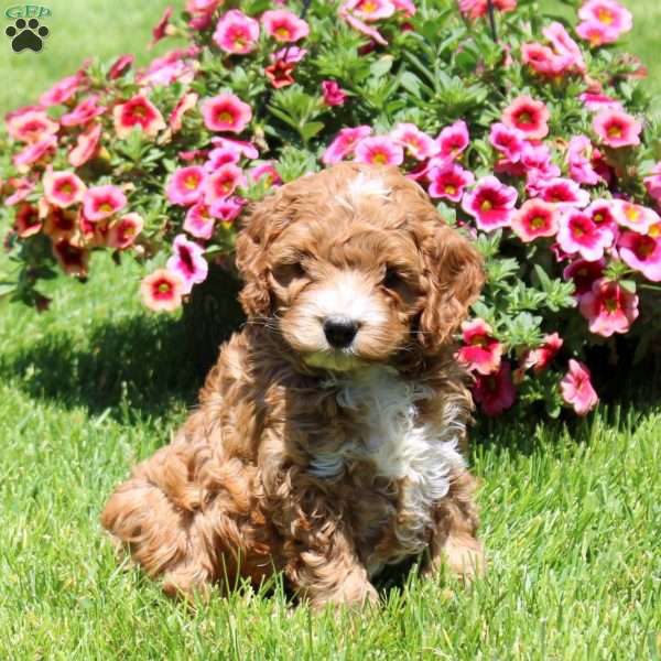 Kellen, Cockapoo Puppy