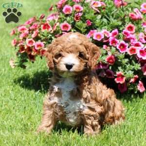 Kellen, Cockapoo Puppy