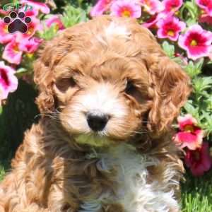 Kellen, Cockapoo Puppy