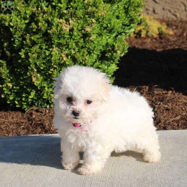 Kelly, Bichon Frise Puppy