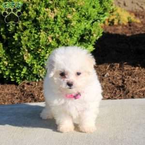Kelly, Bichon Frise Puppy
