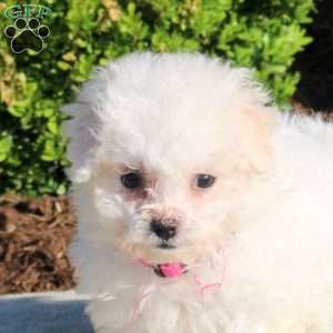 Kelly, Bichon Frise Puppy