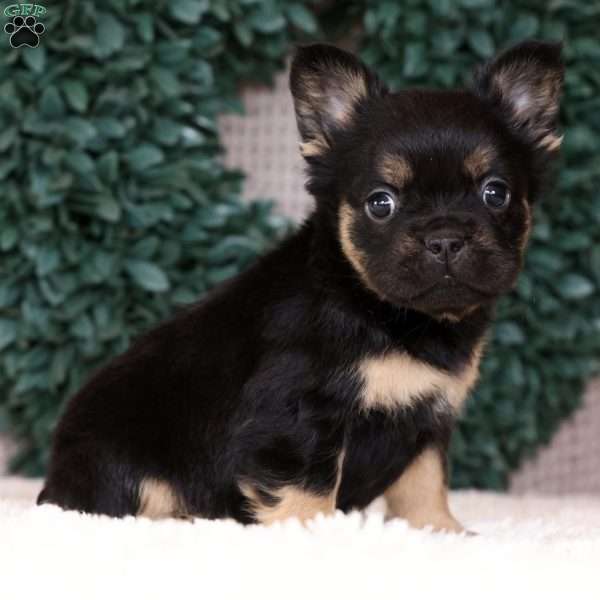 Kelly, French Bulldog Puppy