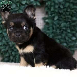 Kelly, French Bulldog Puppy