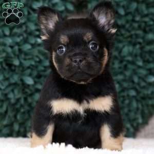 Kelly, French Bulldog Puppy