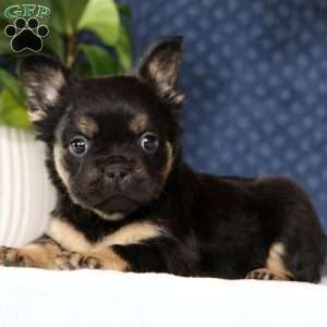 Kelly, French Bulldog Puppy