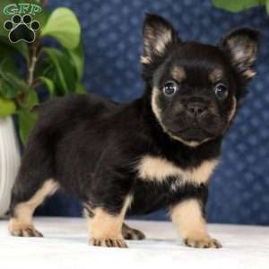 Kelly, French Bulldog Puppy