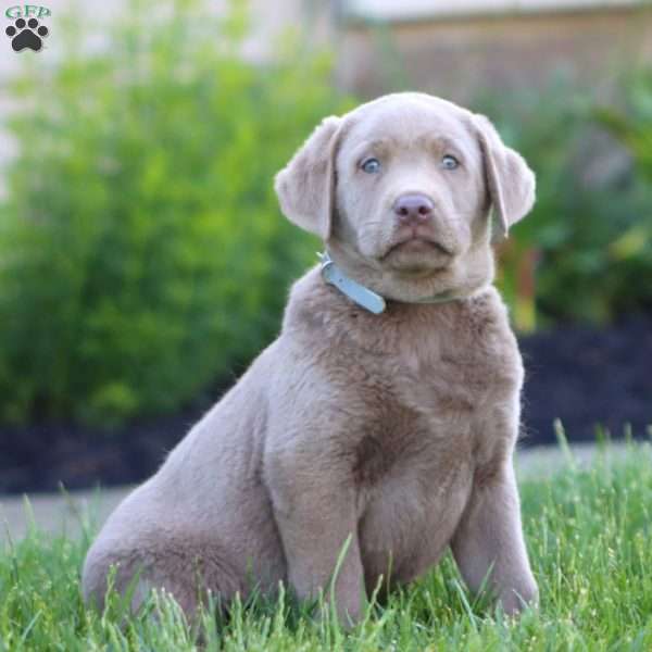 Kelsey, Silver Labrador Retriever Puppy