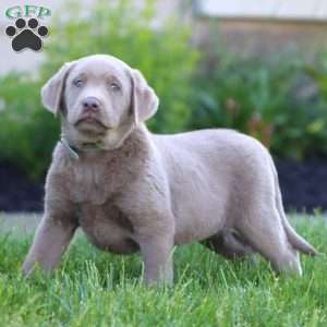 Kelsey, Silver Labrador Retriever Puppy