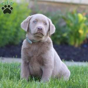 Kelsey, Silver Labrador Retriever Puppy