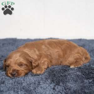 Kennedy, Cavapoo Puppy