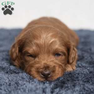 Kennedy, Cavapoo Puppy
