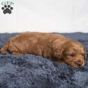 Kennedy, Cavapoo Puppy