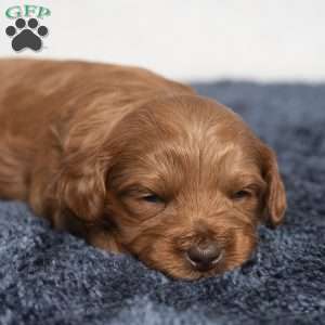 Kennedy, Cavapoo Puppy