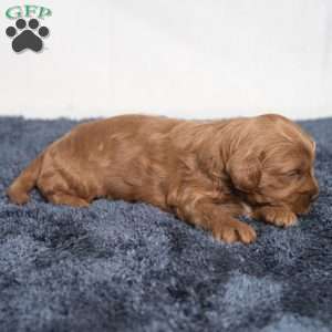 Kennedy, Cavapoo Puppy