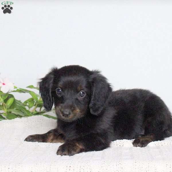 Kenny, Dachshund Puppy