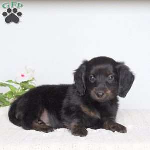 Kenny, Dachshund Puppy