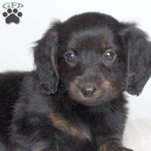 Kenny, Dachshund Puppy