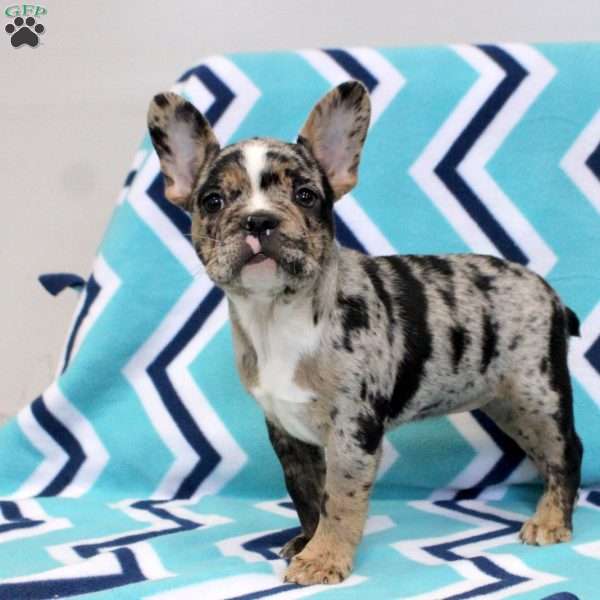 Kenzi, Frenchton Puppy