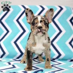 Kenzi, Frenchton Puppy