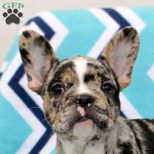 Kenzi, Frenchton Puppy