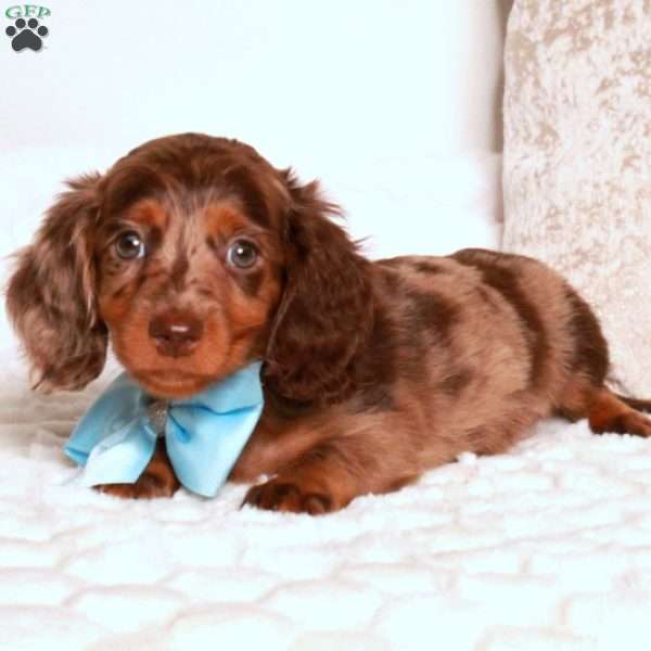 Kevin, Dachshund Puppy
