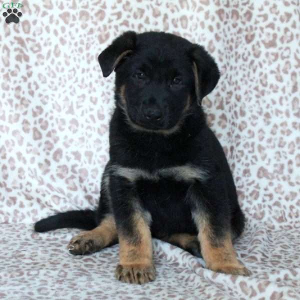Kevin, German Shepherd Puppy