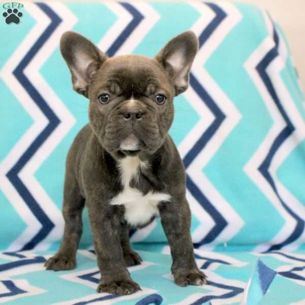 Kevin, Frenchton Puppy