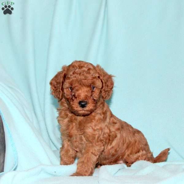 Kevin, Cavapoo Puppy