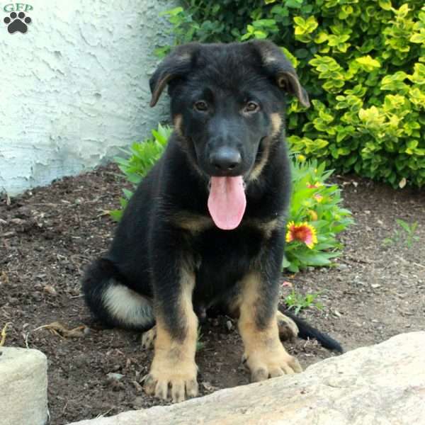 Kevin, German Shepherd Puppy
