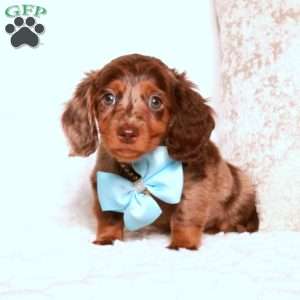 Kevin, Dachshund Puppy