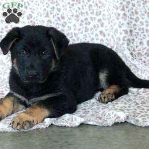 Kevin, German Shepherd Puppy