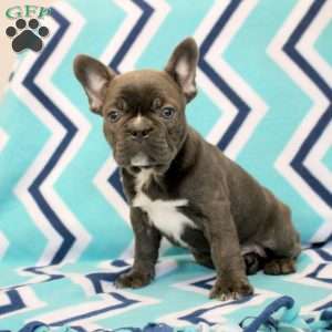 Kevin, Frenchton Puppy