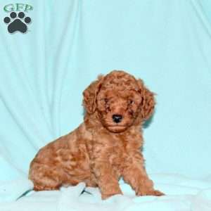 Kevin, Cavapoo Puppy