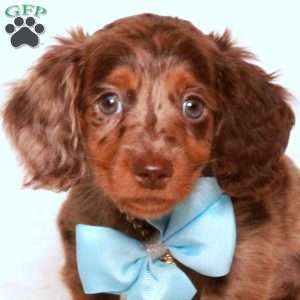 Kevin, Dachshund Puppy