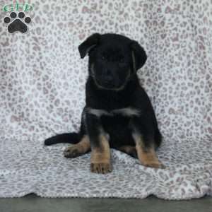 Kevin, German Shepherd Puppy
