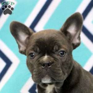 Kevin, Frenchton Puppy