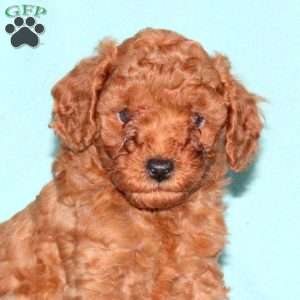 Kevin, Cavapoo Puppy