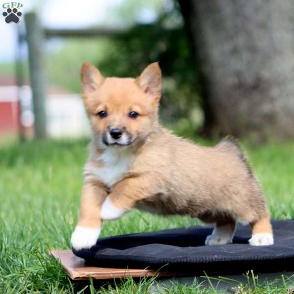 Kevin, Pembroke Welsh Corgi Puppy