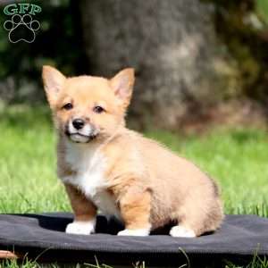 Kevin, Pembroke Welsh Corgi Puppy