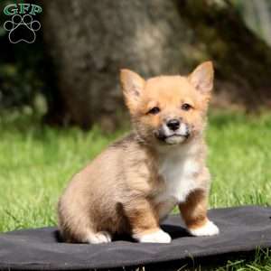 Kevin, Pembroke Welsh Corgi Puppy