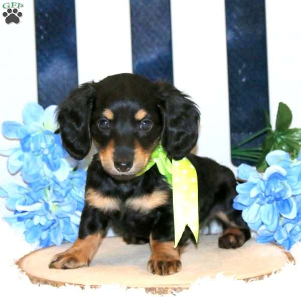 Kevon – Mini, Dachshund Puppy