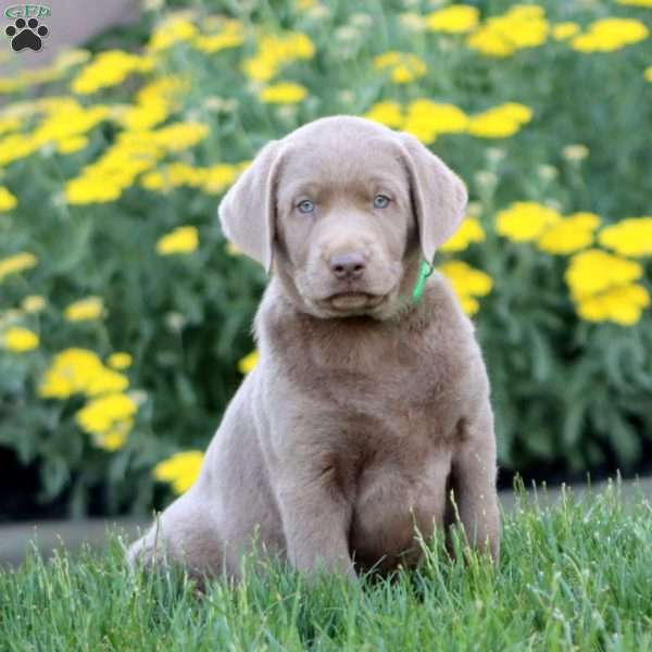 Kia, Silver Labrador Retriever Puppy