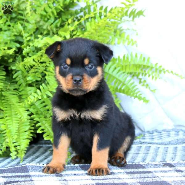 Kia, Rottweiler Puppy